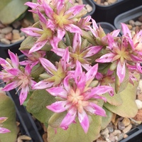 Phedimus (Sedum) obtusifolius